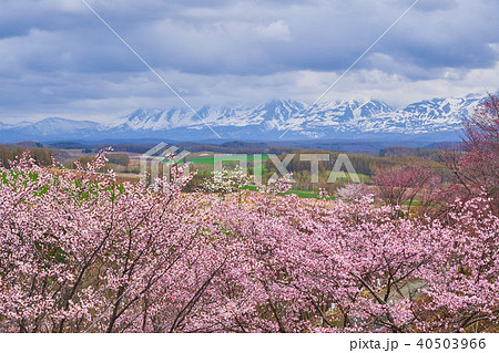 北海道上富良野　深山峠桜園　 40503966