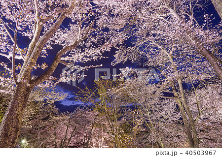 北海道 旭川 旭山公園 夜桜ライトアップ 北海道 旭川 旭山公園 夜桜ライトアップ 40503967