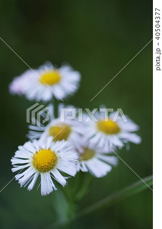 驚くばかりハルジオン 花 最高の花の画像