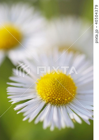 驚くばかりハルジオン 花 最高の花の画像