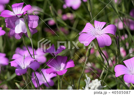 アグロステンマ 40505087