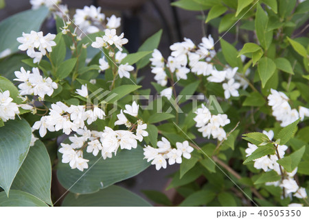 ウツギの鉢植え　 40505350
