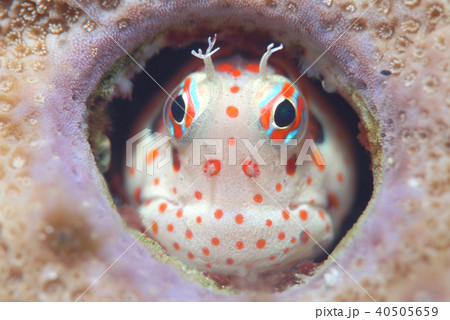 モンツキカエルウオ 40505659