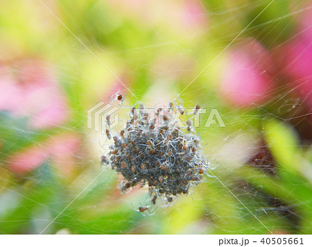蜘蛛の子 孵化 蜘蛛の子 孵化 40505661