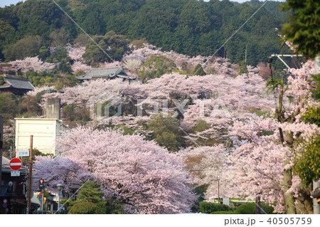滋賀 琵琶湖疏水から眺める春の三井寺 滋賀 琵琶湖疏水から眺める春の三井寺 40505759