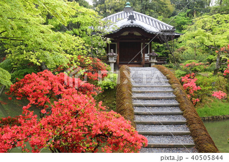京都 桂離宮 キリシマツツジと園林堂の写真素材