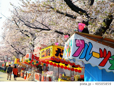 岩倉五条川の桜と屋台 岩倉五条川の桜と屋台 40505859