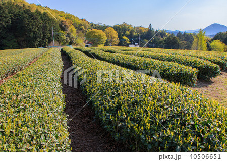 お茶畑 40506651