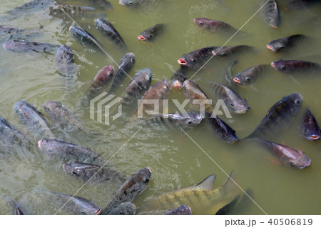 Tilapia Fish in farm 40506819
