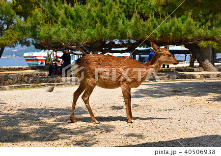 広島 宮島の鹿の写真素材