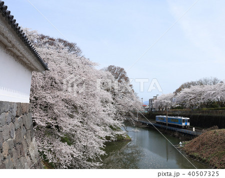 霞城公園　観桜会にて 40507325