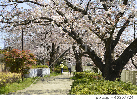 神田川遊歩道春満開 40507724