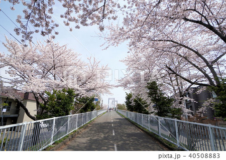 札幌　白石サイクリングロード（白石こころーど環状虹の橋付近） 40508883