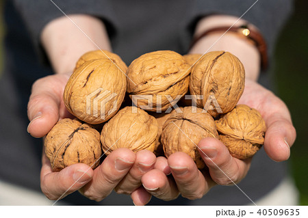 くるみ　シナノグルミ　持つ　両手 40509635