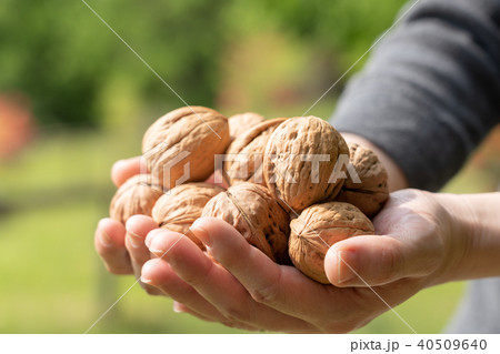 くるみ　シナノグルミ　持つ　両手 40509640