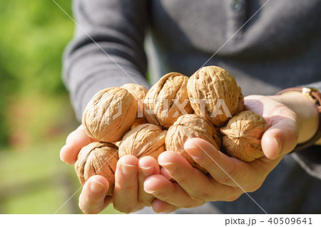 くるみ　シナノグルミ　持つ　両手 40509641