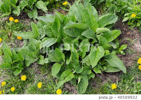 コンフリー 40509932