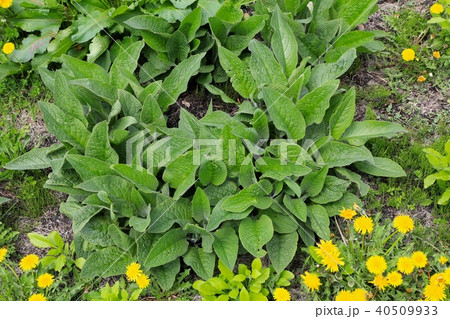 コンフリー 40509933