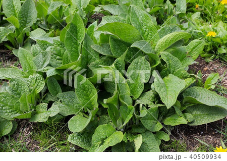 コンフリー 40509934