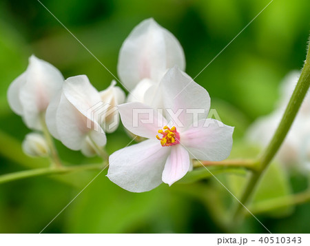 Mexican Creeper flower Mexican Creeper flower 40510343
