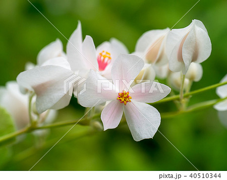 Mexican Creeper flower Mexican Creeper flower 40510344