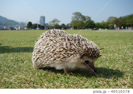 ハリネズミ 40510378