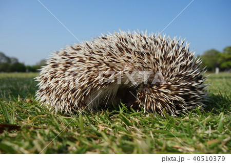 ハリネズミ ハリネズミ 40510379