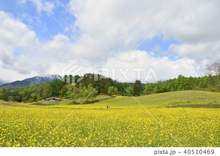 中山高原の葉の花 40510469
