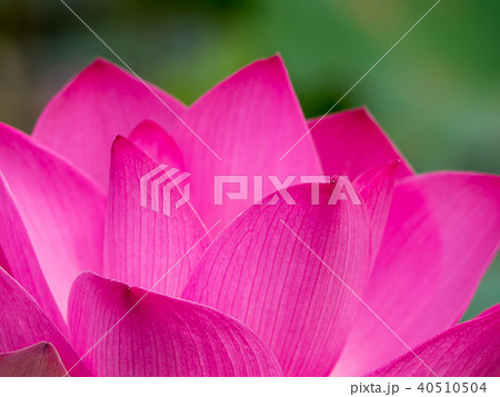 Close up pink lotus flower. 40510504
