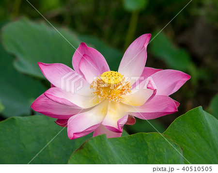 Close up pink lotus flower. 40510505