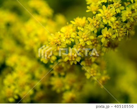 Solidago canadensis flower 40510550