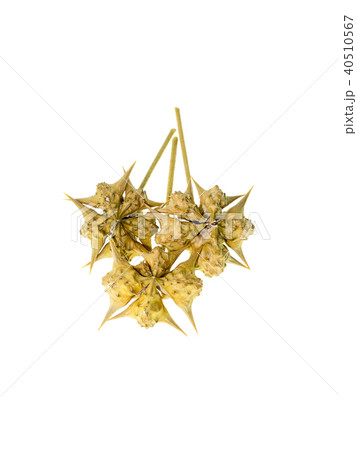 dried seeds of Tribulus terrestris 40510567