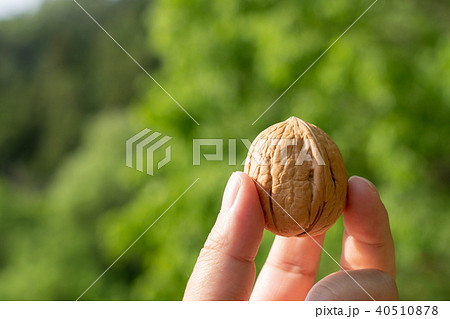 くるみ　シナノグルミ　持つ　指 40510878