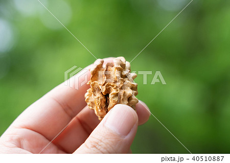 くるみ　シナノグルミ　割る　中身 40510887