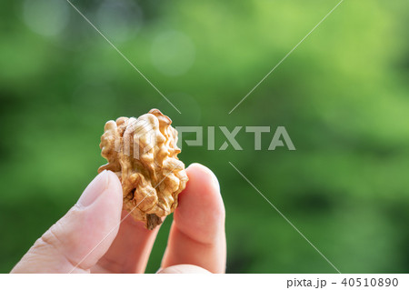 くるみ　シナノグルミ　割る　中身 40510890