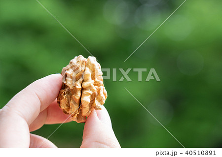 くるみ　シナノグルミ　割る　中身 40510891