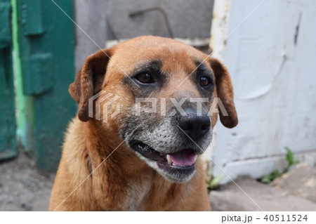 Dog happy closeup. 40511524