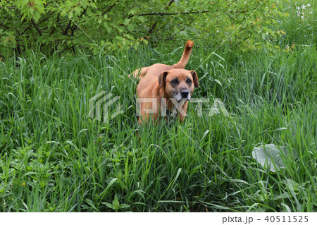 dog in the grass dog in the grass 40511525