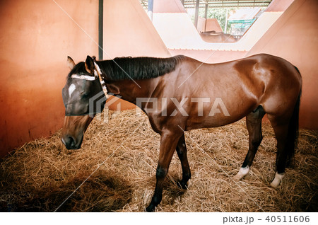 Brown horse standing in barn with dry grass Brown horse standing in barn with dry grass 40511606