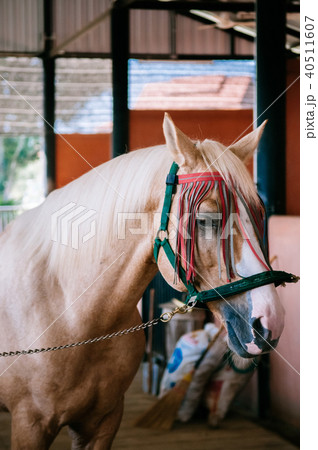 Close up horse face standing in barn Close up horse face standing in barn 40511607