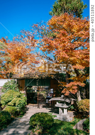 Autumn colourful maple tree zen Japanese garden Autumn colourful maple tree zen Japanese garden 40511892