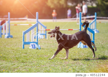 Dog walking near agility obstacles before trial Dog walking near agility obstacles before trial 40512244