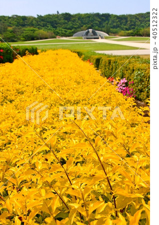 平和祈念公園に咲く美しく鮮やかな花々 平和祈念公園に咲く美しく鮮やかな花々 40512322