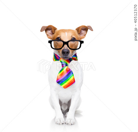 gay pride dog gay pride dog 40512370