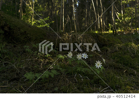 primroses in the forest thicket.. primroses in the forest thicket.. 40512414
