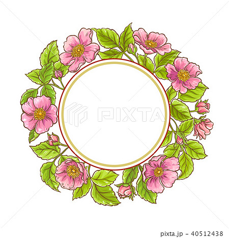 wild rose vector frame 40512438