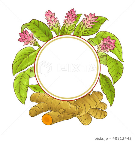 turmeric plant vector frame 40512442