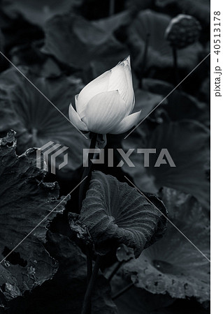 Lotus black and white image Lotus black and white image 40513178