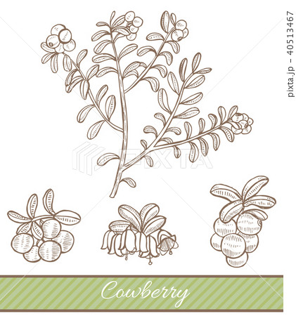 Cowberry in Hand Drawn Style 40513467