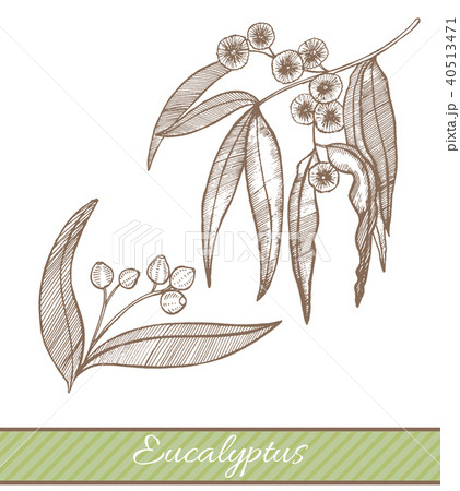 Eucalyptus in Hand Drawn Style 40513471